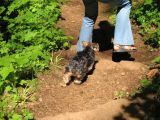 Herding dog doing what comes naturally